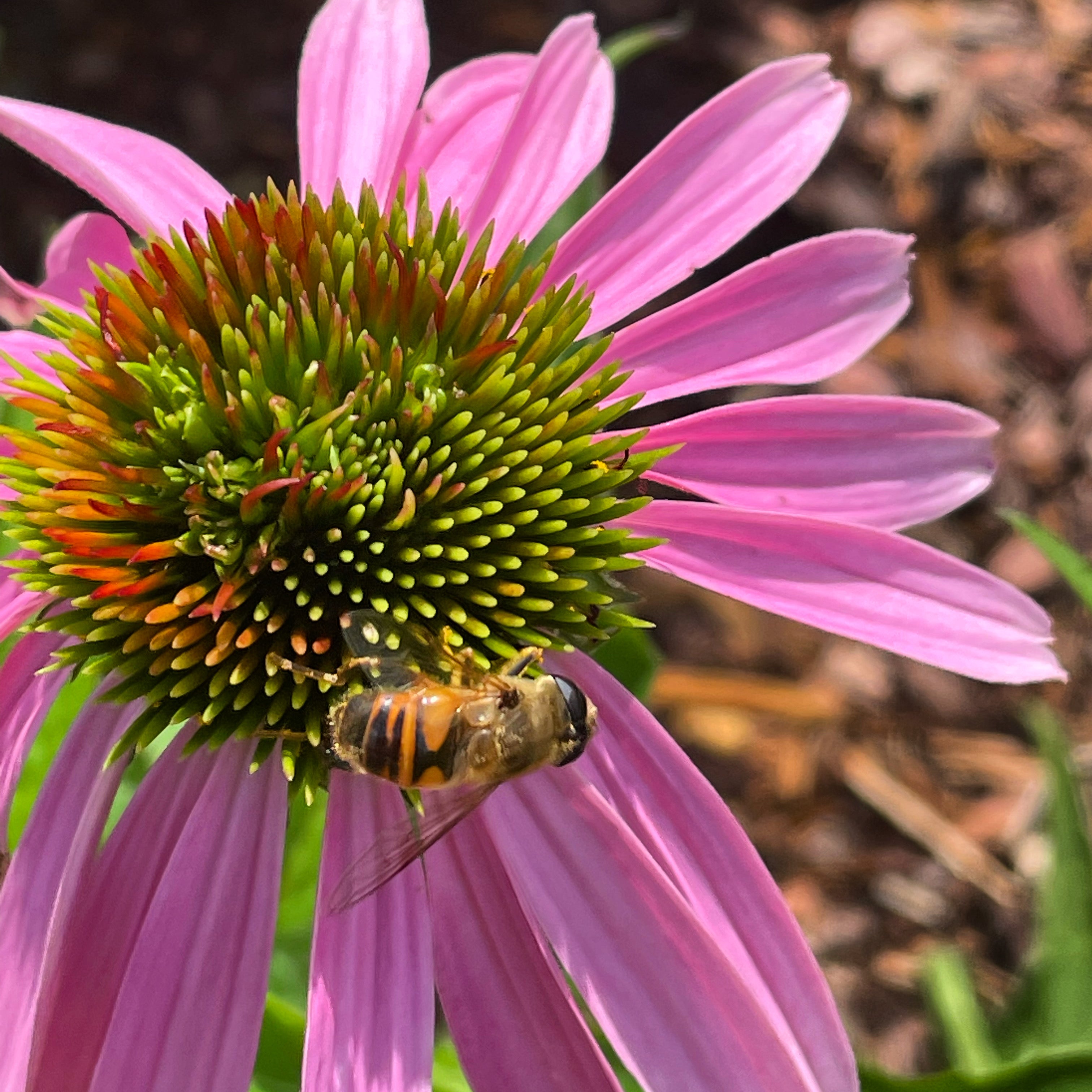 Honey Bee on pink coneflower