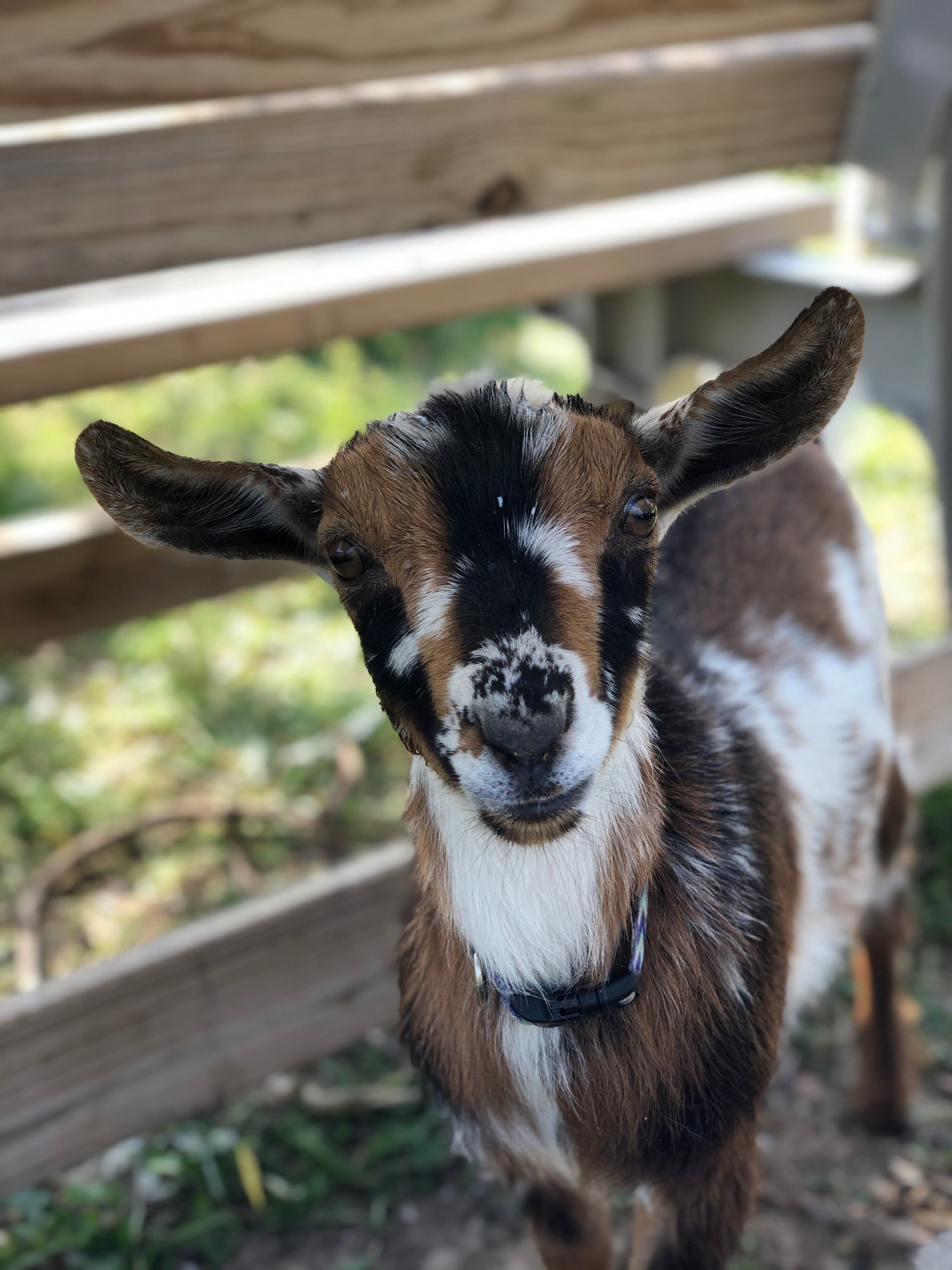 Nigerian Dwarf goat standing in front of fence